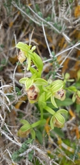Ophrys umbilicata flavomarginata