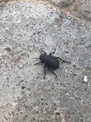 Trachyderma philistina