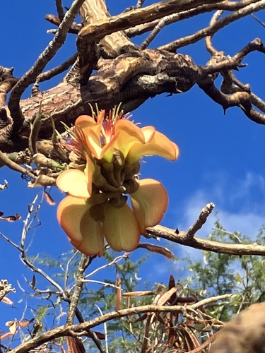 Erythrina sandwicensis observed 2023-07-15