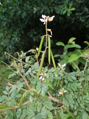 Indigofera jucunda