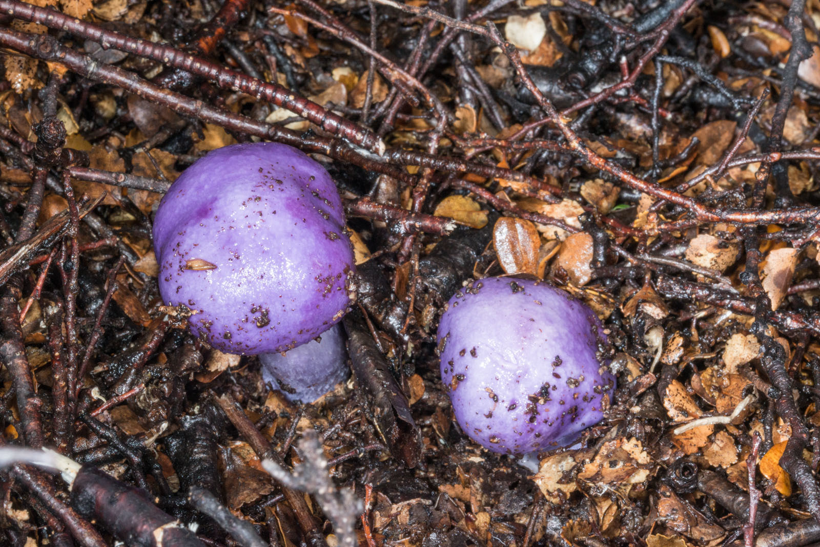 Cortinarius porphyroideus image