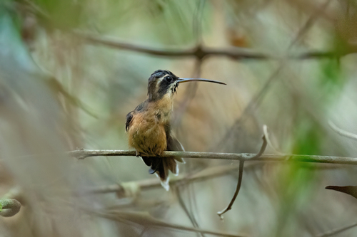 Black-throated Hermit