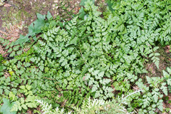 Cystopteris tasmanica