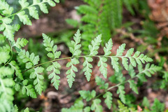 Cystopteris tasmanica