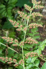 Cystopteris tasmanica