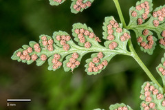 Cystopteris tasmanica