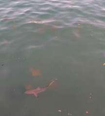 Rhinoptera steindachneri