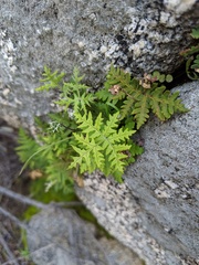 Pentagramma rebmanii