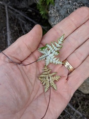 Pentagramma rebmanii