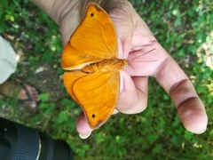 Opsiphanes boisduvallii