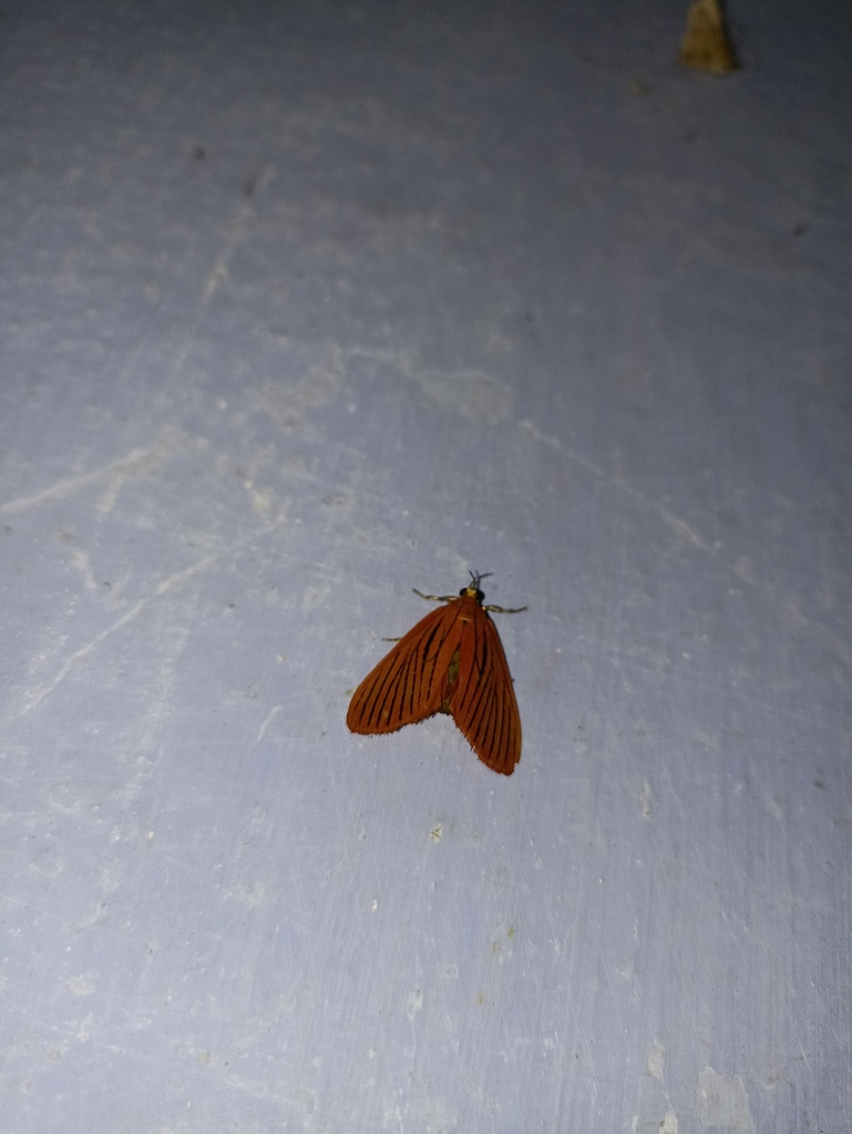 Butterflies and Moths from Tinsukia, Assam, India on September 8, 2023 ...