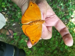Opsiphanes boisduvallii