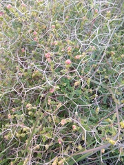 Sarcopoterium spinosum