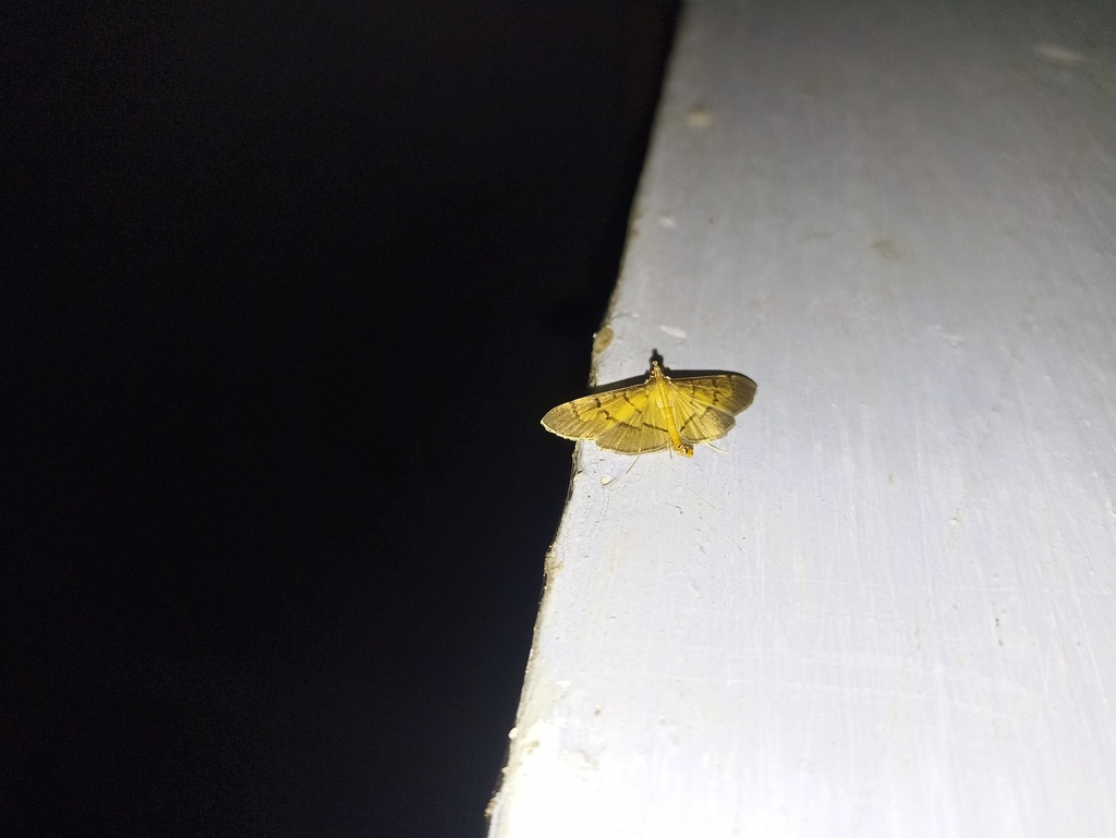 Pearl Moths from Digboi, Assam 786171, India on September 8, 2023 at 07 ...