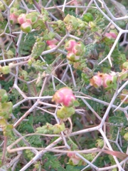 Sarcopoterium spinosum