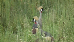 Balearica regulorum regulorum