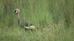 Balearica regulorum regulorum