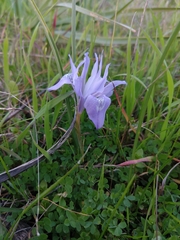 Moraea sisyrinchium