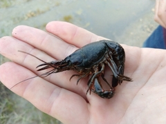Procambarus clarkii
