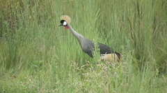 Balearica regulorum regulorum