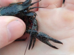 Procambarus clarkii