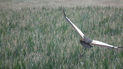 Balearica regulorum regulorum