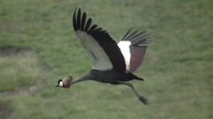 Balearica regulorum regulorum