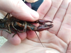 Procambarus clarkii