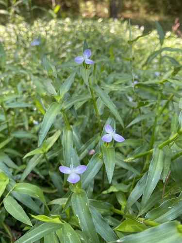 Wartremoving herb (Murdannia keisak)