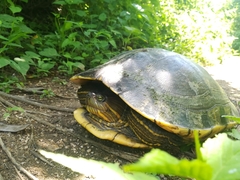 Trachemys grayi grayi
