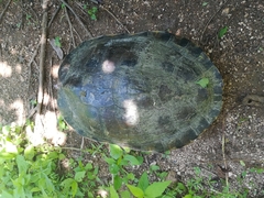 Trachemys grayi grayi