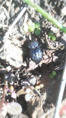 Microschatia inaequalis