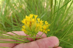 Sebaea sedoides