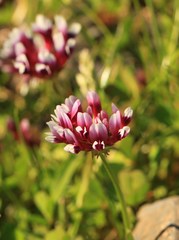 Trifolium variegatum