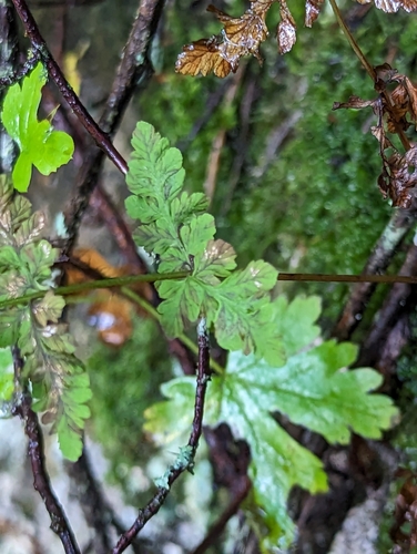 Image of Cystopteris laurentiana by (c) Benoit Renaud, some rights reserved (CC BY)