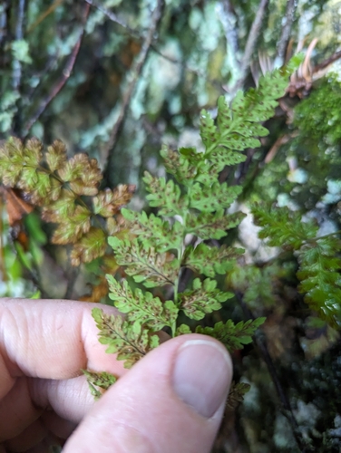 Image of Cystopteris laurentiana by (c) Benoit Renaud, some rights reserved (CC BY)