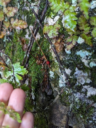 Image of Cystopteris laurentiana by (c) Benoit Renaud, some rights reserved (CC BY)