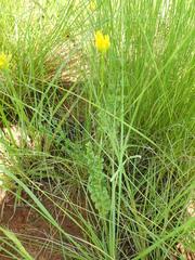 Sebaea sedoides