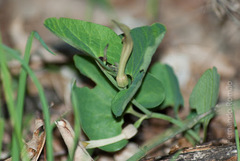 Aristolochia paucinervis