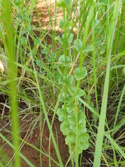 Sebaea sedoides
