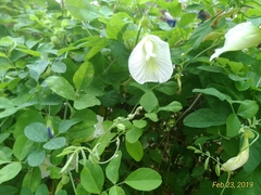 Clitoria ternatea albiflora