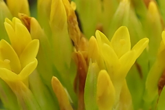 Sebaea sedoides