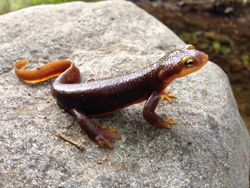 iNaturalist observation photo of California Newt