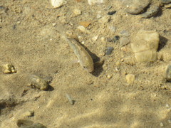 Cyprinodon salinus salinus