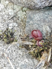 Hylotelephium maximum