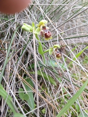 Ophrys umbilicata flavomarginata