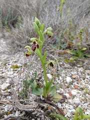 Ophrys umbilicata flavomarginata
