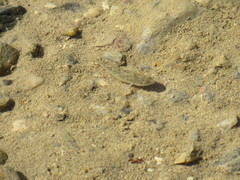 Cyprinodon salinus salinus