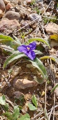 Tradescantia subacaulis