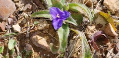 Tradescantia subacaulis